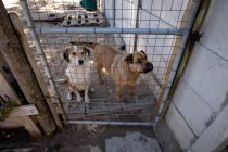 Vista frontal en ángulo alto de dos perros abandonados rescatados en un refugio de animales, de pie junto a la puerta de una jaula en un día soleado. - foto de stock