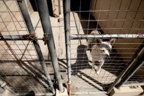 Front high angle view of a rescued abandoned dog in an animal shelter, standing in a cage on a sunny day. — Stock Photo
