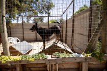 Vue latérale d'un chien abandonné sauvé dans un refuge pour animaux, debout sur un toit de chenil dans une cage par une journée ensoleillée. — Photo de stock