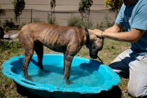 Side view mid section of a male volunteer at an animal shelter, washing a dog standing in a blue plastic bathtub on a sunny day. — Stock Photo