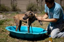 Side view of a male volunteer at an animal shelter, washing a dog standing in a blue plastic bathtub on a sunny day. — Stock Photo