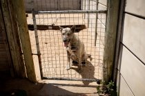 Vue en angle élevé avant d'un chien abandonné sauvé dans un refuge pour animaux, assis dans une cage par une journée ensoleillée. — Photo de stock