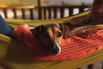 Side view close up of a Caucasian woman having a good time on a trip to the mountains, lying on a hammock, with a puppy on her belly — Stock Photo