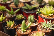 Primo piano di varie piante grasse verdi in vasi di plastica alla luce del sole, collocati in un giardino soleggiato — Foto stock