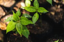 Primo piano delle foglie verdi di una pianta in vasi di plastica alla luce del sole e all'ombra, poste in un giardino soleggiato — Foto stock