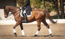 Side view low section of a smartly dressed female dressage rider riding a chestnut horse in a paddock during dressage competition on a sunny day. — Stock Photo