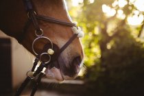 Close-up vista de um cavalo castanho dressage com um freio na cabeça, preparado para um passeio durante um dia ensolarado. — Fotografia de Stock