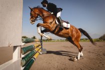 Бічний вид на гарно одягненого афроамериканця верхи на каштановому коні на шоу стрибки захід в сонячний день, стрибаючи паркан — стокове фото