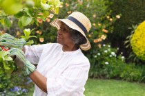 Afro-americana idosa vestindo luvas de jardinagem sorrindo ao cortar folhas no jardim. permanecer em auto-isolamento em quarentena — Fotografia de Stock