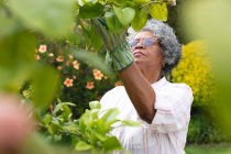 Pensativa mujer mayor afroamericana usando guantes de jardinería cortando hojas en el jardín. permaneciendo en aislamiento en cuarentena - foto de stock