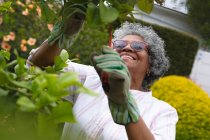 Mujer mayor afroamericana con guantes de jardinería sonriendo mientras corta hojas en el jardín. permaneciendo en aislamiento en cuarentena - foto de stock