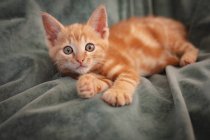 Cute little ginger kitten lying on a blanket at home. staying at home in self isolation during quarantine lockdown. — Stock Photo