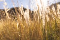 Close up de grama alta na luz do sol na paisagem montanhosa. beleza na natureza durante o verão, tranquilidade na localização cênica relaxante. — Fotografia de Stock