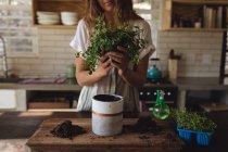 Midsection of caucasian woman potting plants standing in sunny cottage kitchen. healthy living, close to nature in off the grid rural home. — Stock Photo