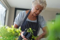 Gemischte Rasse Seniorin bei der Gartenarbeit im Wohnzimmer. Isolationshaft während der Quarantäne. — Stockfoto