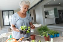 Gemischte Rasse Seniorin bei der Gartenarbeit im Wohnzimmer. Isolationshaft während der Quarantäne. — Stockfoto