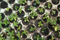 Verschiedene Sämlinge und Pflanzen wachsen in Styroporbehältern im Gartencenter. spezialisierte Bonsai-Gärtnerei, unabhängiger Gartenbau. — Stockfoto