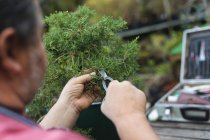 Primo piano del giardiniere maschio caucasico che taglia alberi al centro del giardino. specialista che lavora presso vivaio bonsai, attività orticola indipendente. — Foto stock