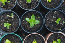 Verschiedene Sämlinge und Pflanzen wachsen in Töpfen im Gartencenter. spezialisierte Bonsai-Gärtnerei, unabhängiger Gartenbau. — Stockfoto