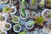 Várias plantas suculentas e cactos que crescem em vasos no centro do jardim. especialista em viveiro de plantas de bonsai, negócio de horticultura independente. — Fotografia de Stock