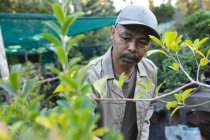 Jardineiro afro-americano cuidando de plantas no centro de jardinagem. especialista que trabalha no viveiro de plantas bonsai, negócio de horticultura independente. — Fotografia de Stock