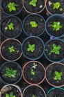 Verschiedene Sämlinge und Pflanzen wachsen in Töpfen im Gartencenter. spezialisierte Bonsai-Gärtnerei, unabhängiger Gartenbau. — Stockfoto