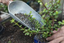 Hands of african american male gardener planting seedlings at garden centre. specialist working at bonsai plant nursery, independent horticulture business. — Stock Photo