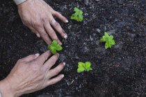 Hand of african american male gardener planting seedlings at garden centre. specialist working at bonsai plant nursery, independent horticulture business. — Stock Photo