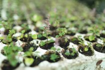Various seedlings and plants growing in polystyrene container at garden centre. specialist bonsai plant nursery, independent horticulture business. — Stock Photo