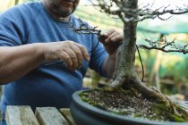 Midsection do jardineiro masculino caucasiano que cuida da árvore do bonsai no centro do jardim. especialista que trabalha no viveiro de plantas bonsai, negócio de horticultura independente. — Fotografia de Stock