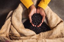 Close up view of hands holding juniper berries in sack at gin distillery. alcohol production and filtration concept. — Stock Photo