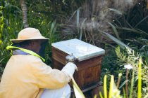 Homme âgé caucasien portant l'uniforme d'apiculteur essayant de calmer les abeilles avec de la fumée. concept de production apicole, rucher et miel. — Photo de stock