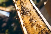 Close up of honeycomb with bees ready to collect honey. beekeeping, apiary and honey production concept. — Stock Photo