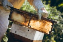Hands of senior man wearing beekeeper uniform holding a honeycomb with bees. beekeeping, apiary and honey production concept. — Stock Photo