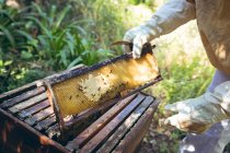 Mani di un uomo anziano che indossa un'uniforme da apicoltore con un favo. apicoltura, apiario e miele concetto di produzione. — Foto stock