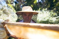 Midsection of caucasian senior man wearing beekeeper uniform holding a honeycomb. beekeeping, apiary and honey production concept. — Stock Photo