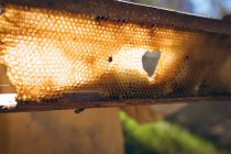 Nahaufnahme der Wabe mit Bienen, die bereit sind, Honig zu sammeln. Imkerei, Imkerei und Honigproduktion. — Stockfoto