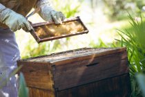 Les mains d'un homme âgé portant un uniforme d'apiculteur tenant un nid d'abeille. concept de production apicole, rucher et miel. — Photo de stock