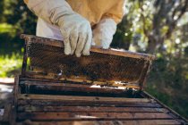 Hands of caucasian senior man wearing beekeeper uniform holding a honeycomb with bees. beekeeping, apiary and honey production concept. — Stock Photo