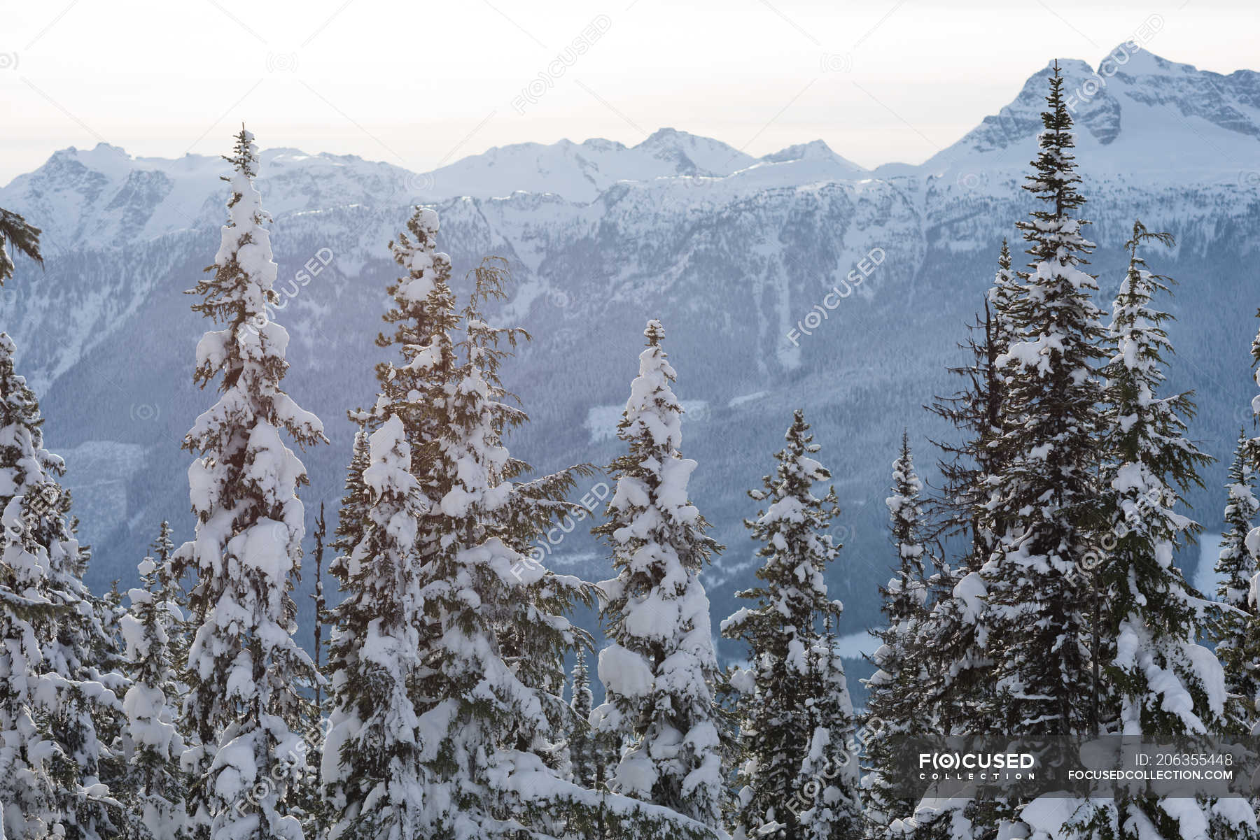Snow Covered Mountain And Pine Tree During Winter — Forest Summit