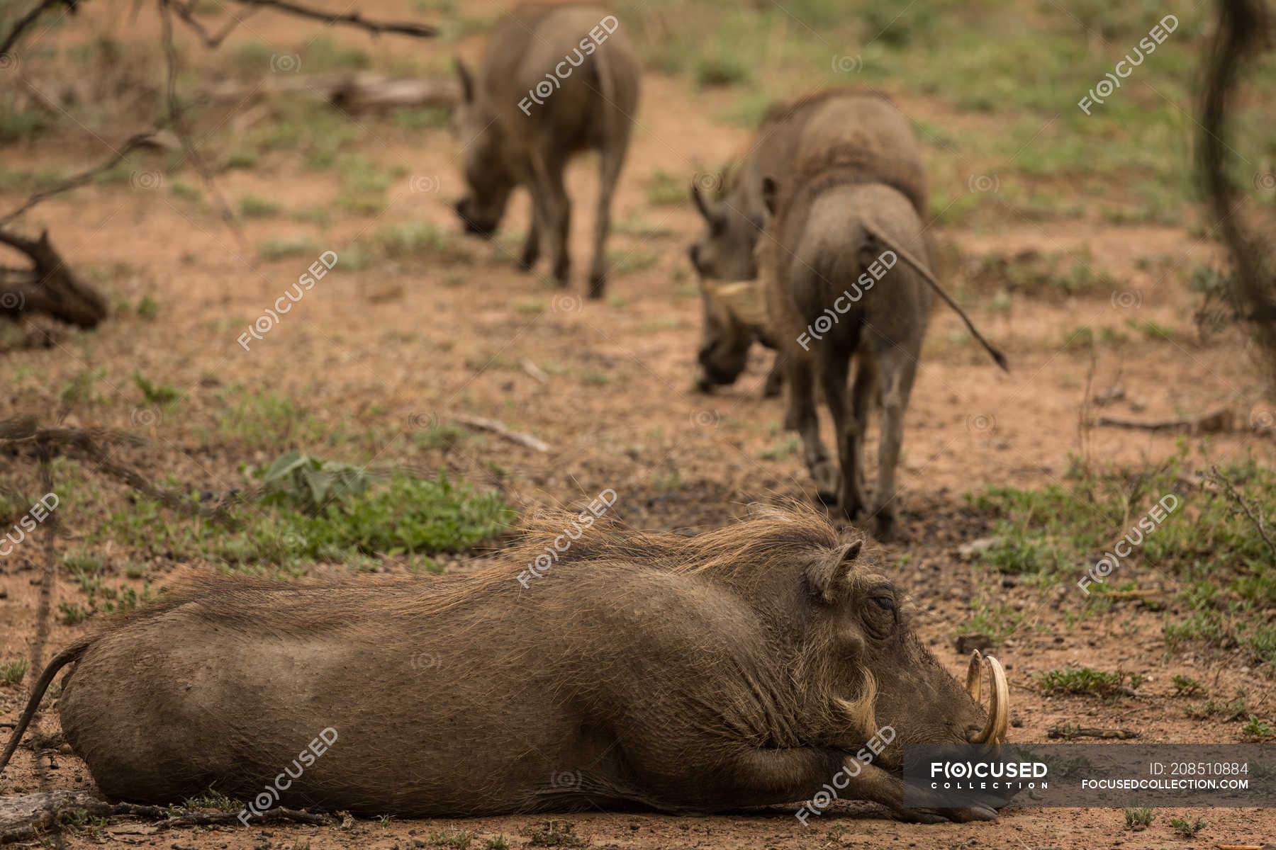 Wild boar relaxing in safari park on a sunny day — relaxation, nature -  Stock Photo | #208510884