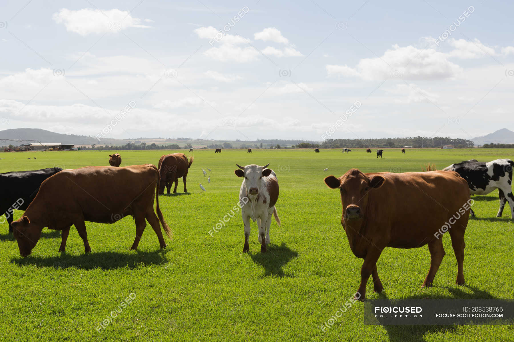 Cattle Grazing In The Farm On A Sunny Day Sky Mammal Stock Photo