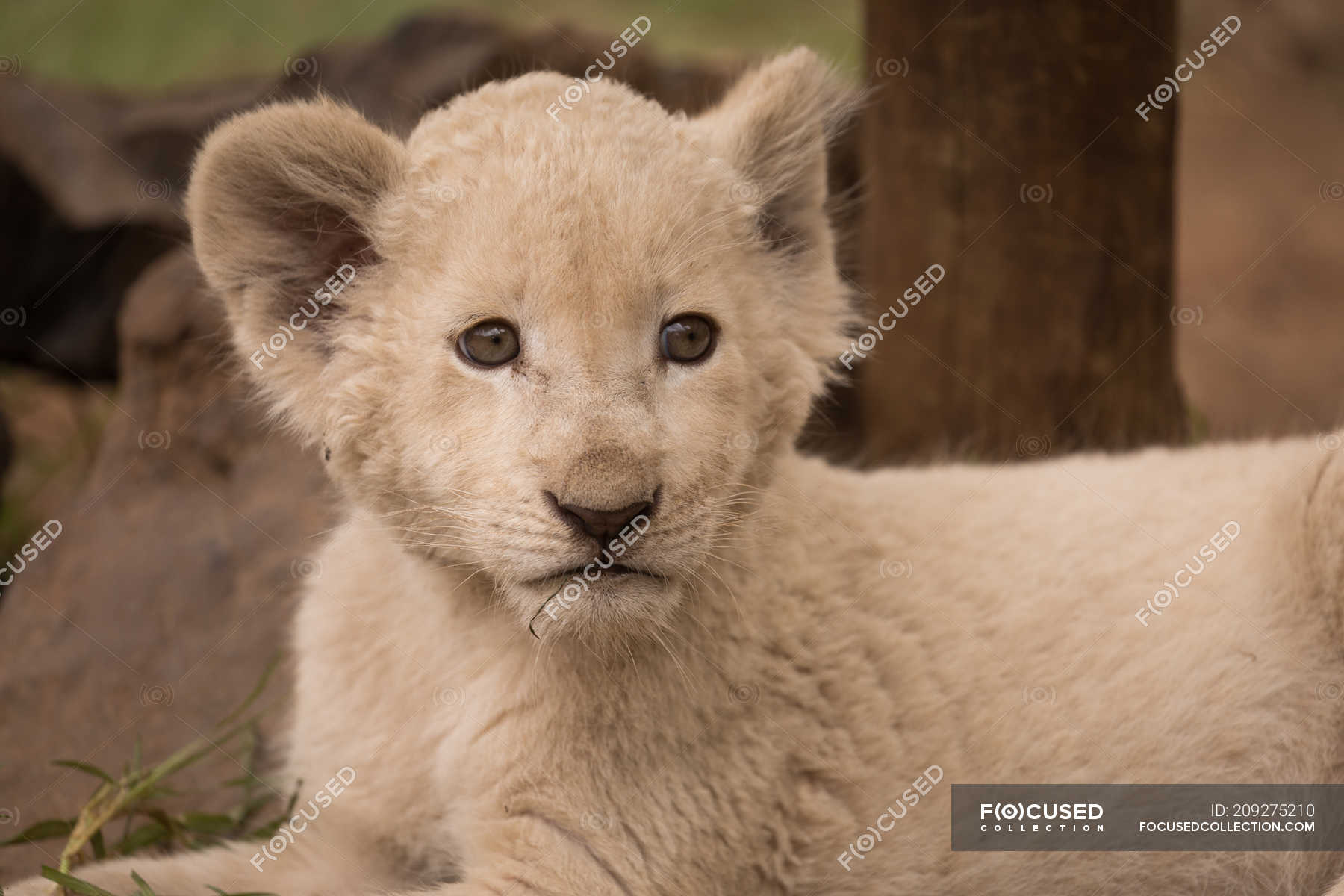 Closeup of lion cub relaxing at safari park — summer, sitting Stock
