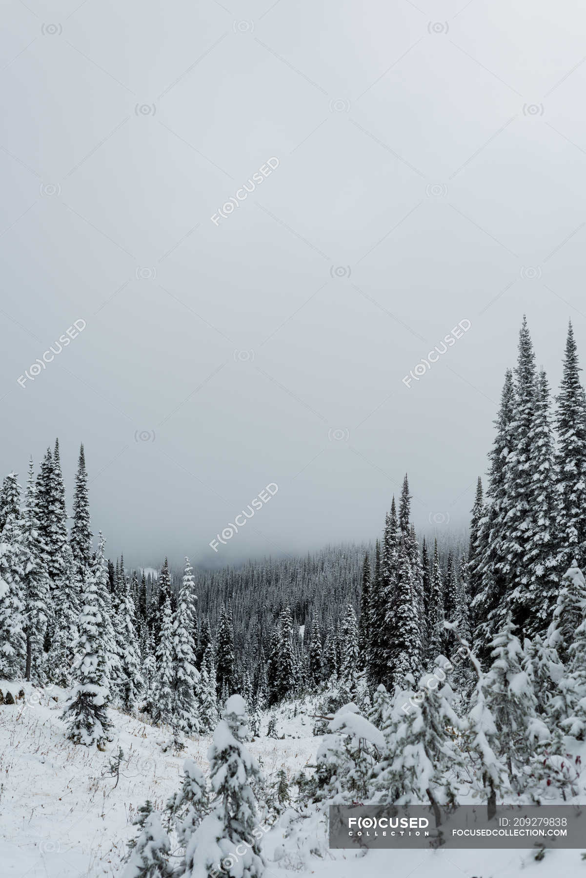 Pine Tree Covered With Snow During Winter Frosted Green Stock Photo