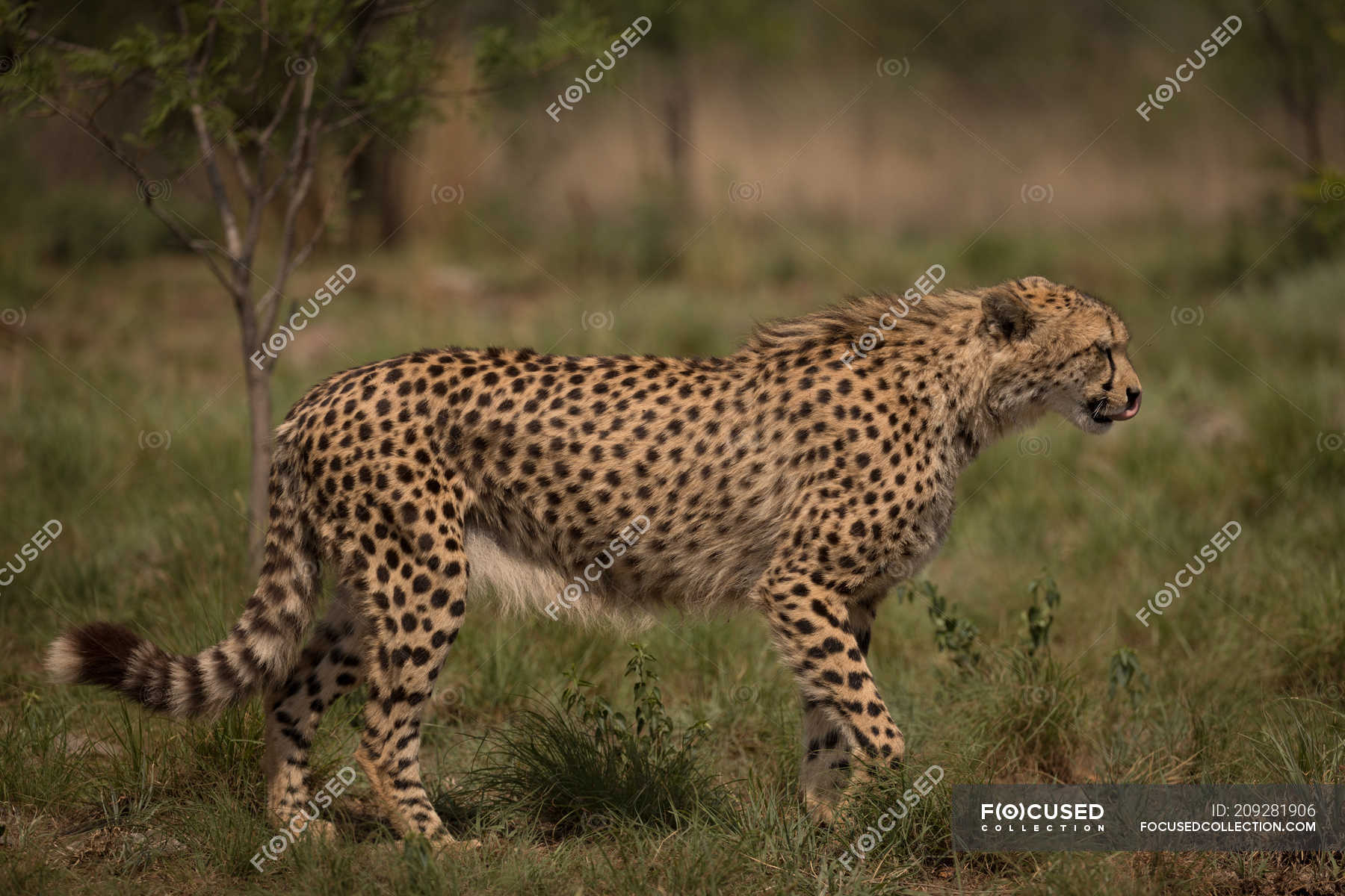 Cheetah walking in grassland at safari park on a sunny day — wild, South  Africa - Stock Photo | #209281906