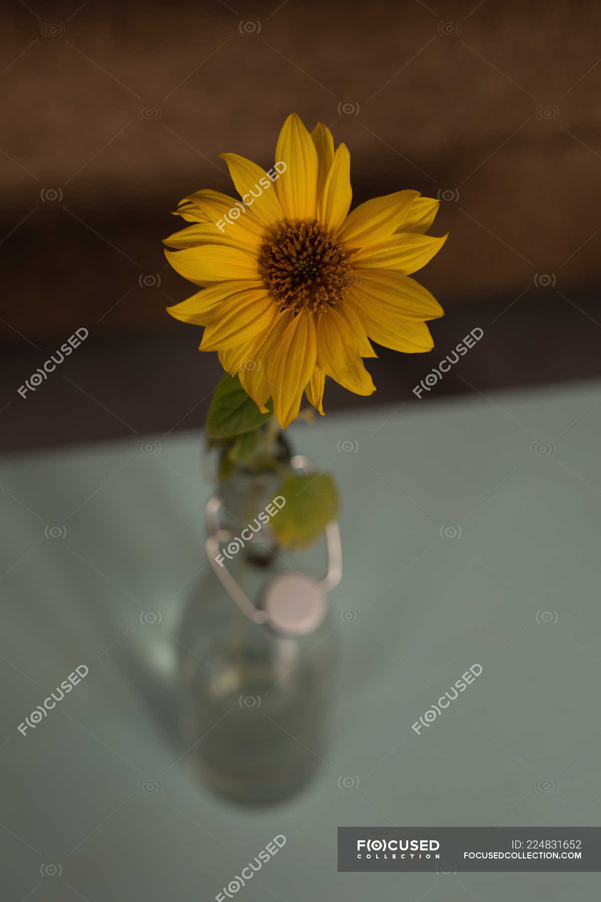 Close Up Of Sunflower In Vase At Home Shallow Depth Of Field