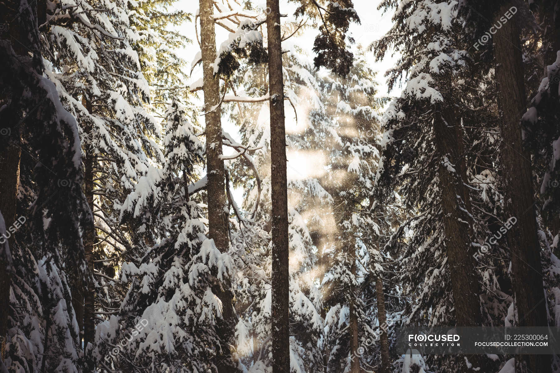 Pine Trees Covered In Snow In Scenic Backlit During Winter Weather Environment Stock Photo