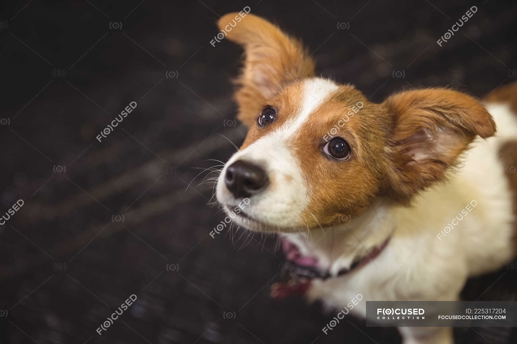 Are Rat Terriers Loyal