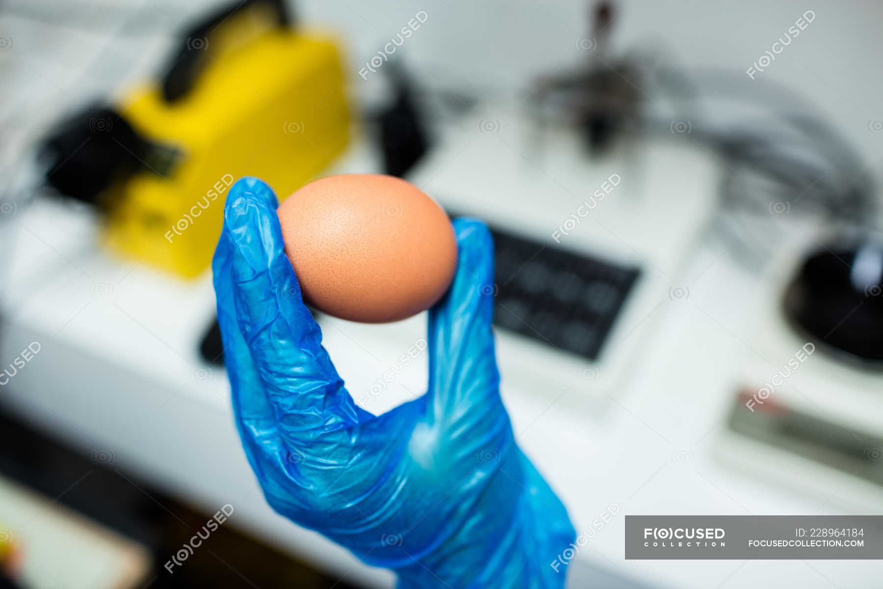 Cropped image of staff examining egg in factory — woman, control ...