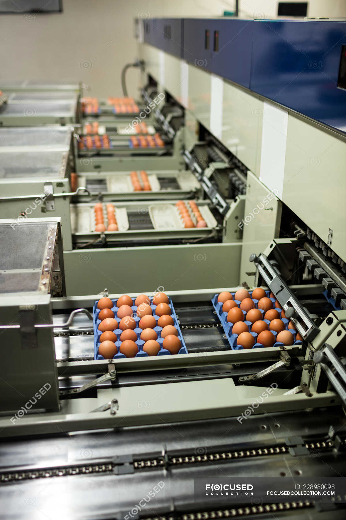 Eggs cartons moving on production line in egg factory — egg cartons